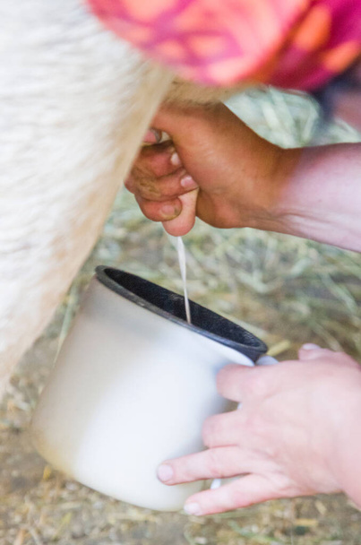 wo die Milch herkommt, besuchen Sie den Bauernhof, wo die erfahrenen Hände des Bauern die Kühe melken - Foto, Bild