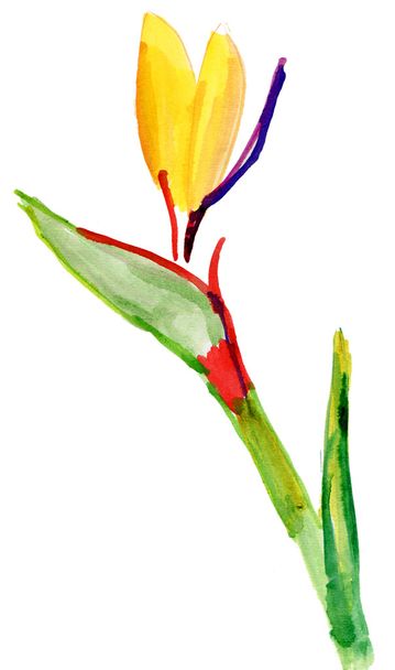 Watercolor exotic tropical flower - Photo, Image