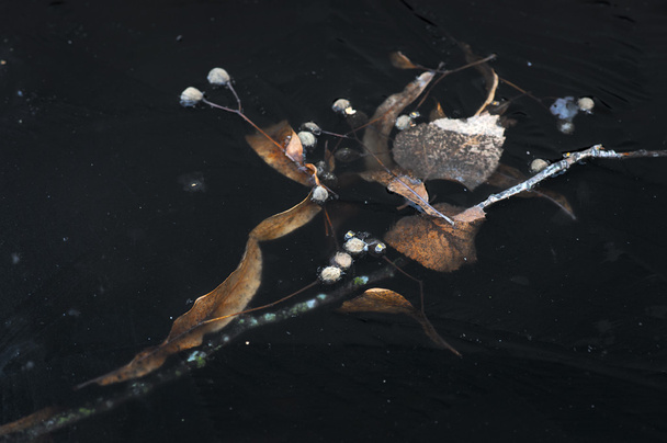 jagody drzewa lipy, zamrożone w lodzie - Zdjęcie, obraz
