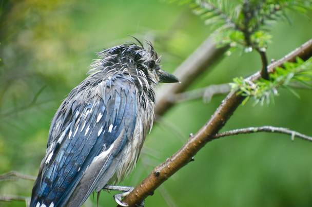 Wet Blue Jay in the Rain - 写真・画像