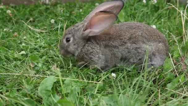 кролик - Кадры, видео