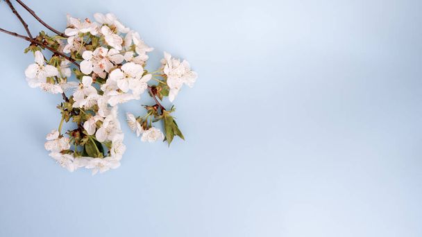 Floreale pastello bellissimo sfondo con fiori bianchi. biglietto di auguri blu con spazio di copia
 . - Foto, immagini