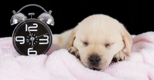 Labrador puppy sleeping on blanket with alarm clock - Photo, image