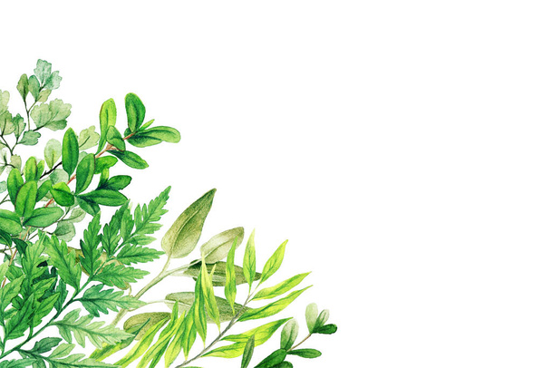 Wild herbs, leaves and ferns, bright colors, corner frame - Φωτογραφία, εικόνα