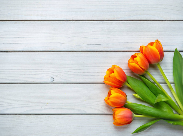 Holiday spring background. Orange tulip flowers on white wooden backdrop.  Greeting card with copy space for Valentine's Day, Woman's Day and Mother's Day. Top view. - Valokuva, kuva