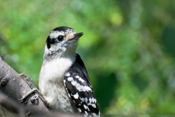 Young Downy Woodpecker Perched on a Branch - Photo, Image