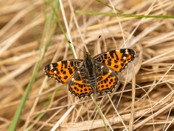brown orange butterfly map (Araschnia levana) sitting on dry grass, animal insect macro - Photo, Image