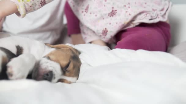 A little girl strokes a puppy beagle in bed - Materiał filmowy, wideo