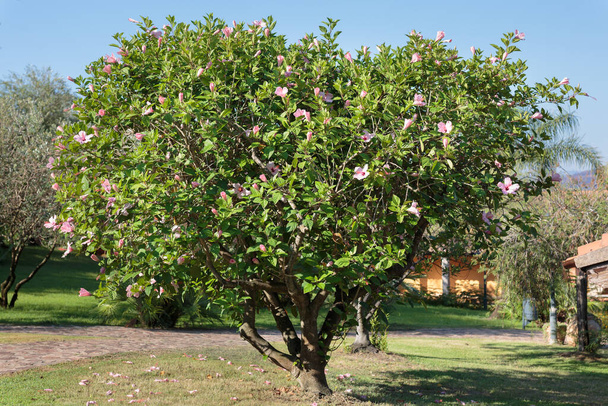 Tree of Beautiful Pink Hibiscus: Bloeiende plant. - Foto, afbeelding