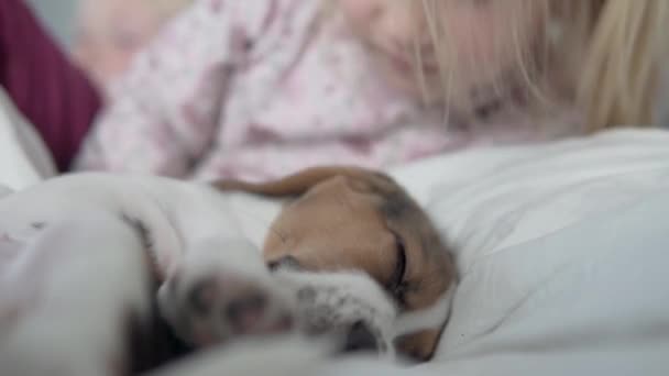 A little girl kisses a sleeping beagle puppy in the bed - Imágenes, Vídeo