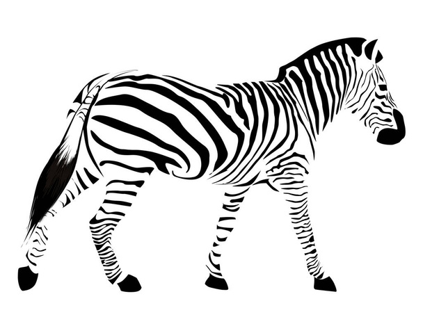 Zebra disegnata isolata su sfondo bianco
. - Foto, immagini