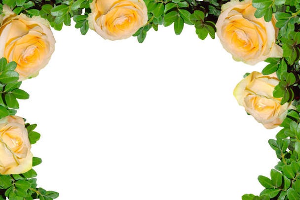 frame with delicate yellow roses on a white background. - Photo, Image