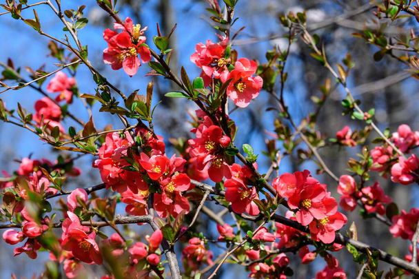 Nahaufnahme zarter roter Blüten von Chaenomeles japonica Strauch, allgemein bekannt als japanische Quitte oder Maule Quitte in einem sonnigen Frühlingsgarten, schöne japanische Blüten floralen Hintergrund, Sakura - Foto, Bild