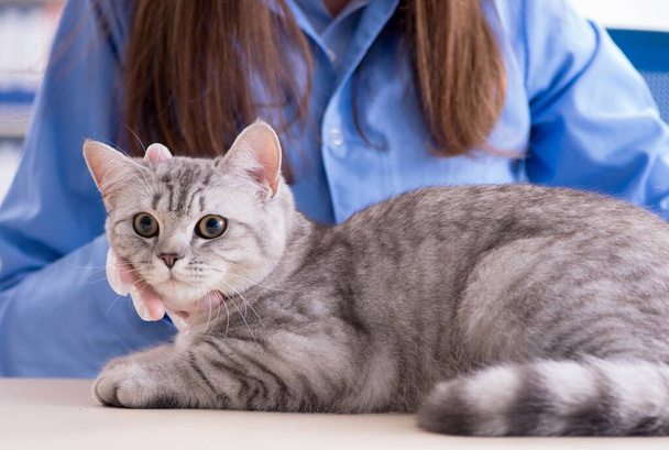 Gato siendo examinado en clínica veterinaria - Foto, Imagen