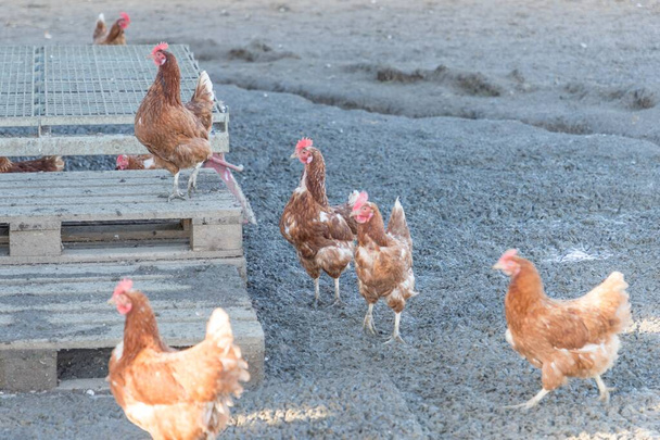 Сельское хозяйство сцены с бесплатными счастливыми курицами на открытом воздухе. Экологическое животноводство и самодостаточность благодаря устойчивому животноводству птиц
. - Фото, изображение