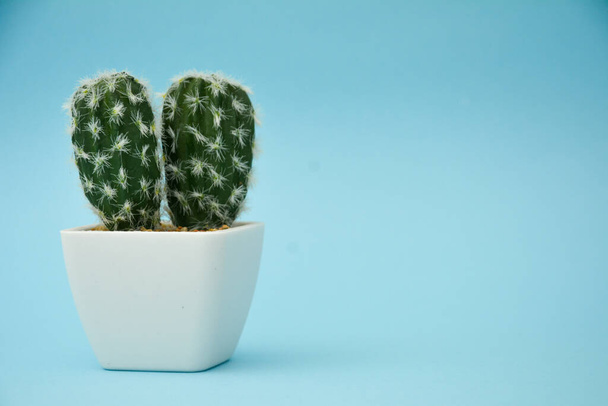 Cactus Δέντρο διακόσμηση σπιτιού με γαλάζιο φόντο - Φωτογραφία, εικόνα