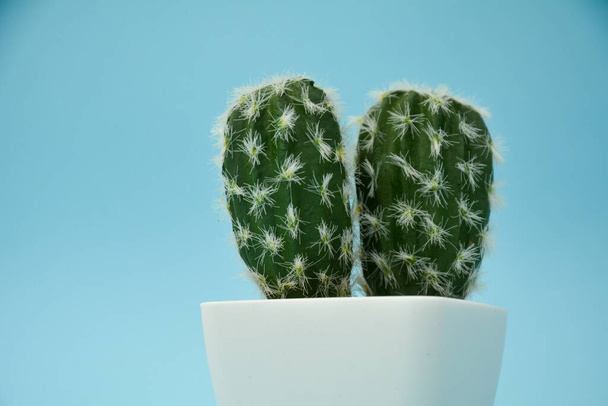 Cactus Δέντρο διακόσμηση σπιτιού με γαλάζιο φόντο - Φωτογραφία, εικόνα
