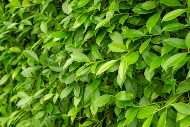 Pared verde de la planta de arbustos Ficus, imagen de primer plano para el fondo
 - Foto, Imagen