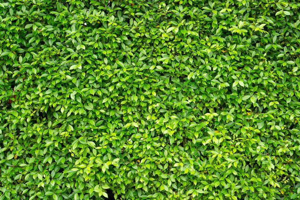 Grüne Wand der Ficus-Staude, Nahaufnahme für den Hintergrund - Foto, Bild