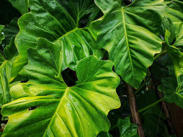 Het druppeltje water uit regendruppels op verse groene reuzenblaadje van olifantenoorplant blad, bedekken op patroon van ader en huid van groot blad, een soort tropische plant in Zuidoost-Azië                             - Foto, afbeelding