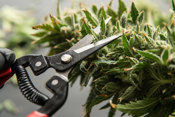 Couper avant séchage. Les cultivateurs coupent les bourgeons de cannabis. Récolte des mauvaises herbes est venu
. - Photo, image