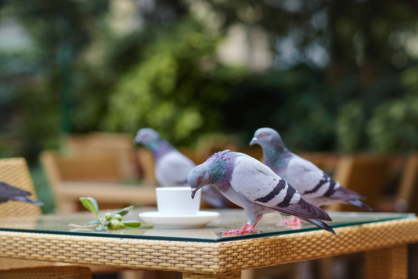 Las palomas se sientan en una mesa de mimbre en un café al aire libre, junto a una taza de café blanco y una ramita de aceituna. Calle fotos
 - Foto, imagen