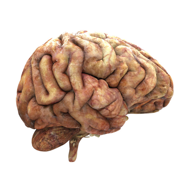 hersenen - Foto, afbeelding