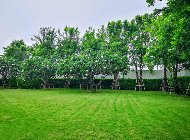Grama de tapete verde fresco gramado liso no jardim com linha de arbusto e árvores no fundo em bom cuidado manutenção das paisagens de uma casa sob o céu azul
 - Foto, Imagem