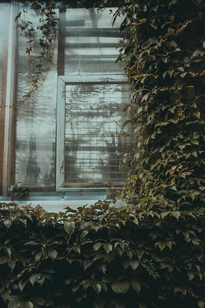a window in Botanical garden building with ivy leaves. Facade greenhouse. Vintage architecture. Natural closeup background. Floral frame with climber. Creeper climbing on the wall - Foto, Imagem