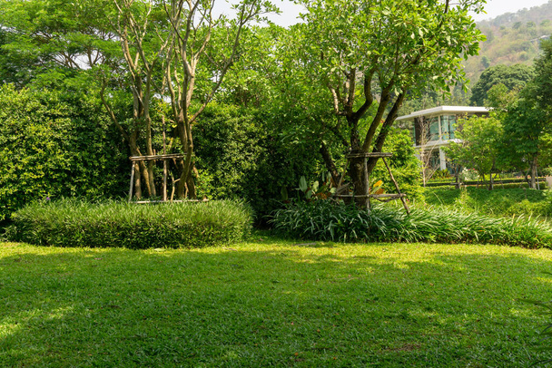 Fresh green grass smooth lawn as a carpet with curve form of bush, greenery trees on the background, good maintenance lanscapes in a garden under morning sunlight - Photo, Image