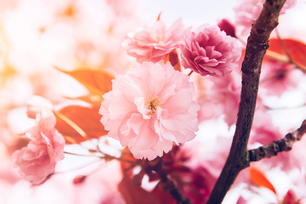 Sakura kukat, kirsikankukka - Valokuva, kuva