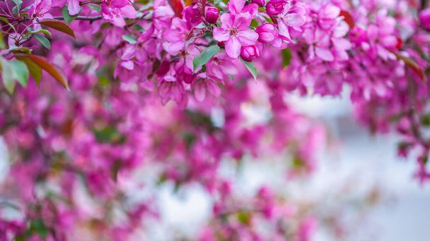 Pink blooming apple tree. Pink flowers. Beautiful nature scene with a flowering tree. Flowers of decorative apple tree.Blurred floral background with copy space for your text - Fotó, kép
