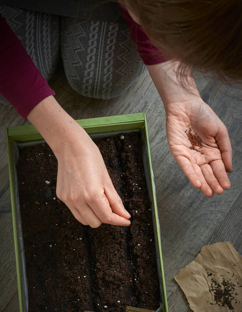 Planter des graines dans le sol
. - Photo, image