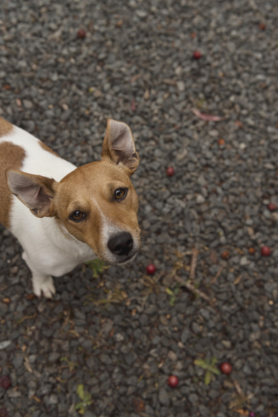 Jack Russell Terrier - Foto, Bild