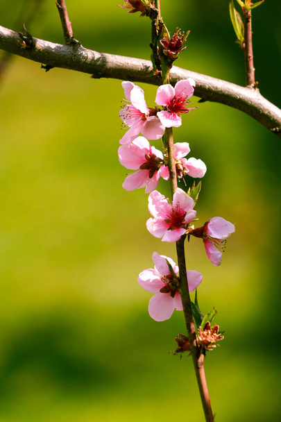 Цветение персикового дерева. Розовые цветки багрового персика на зеленом фоне природы. Весна. - Фото, изображение
