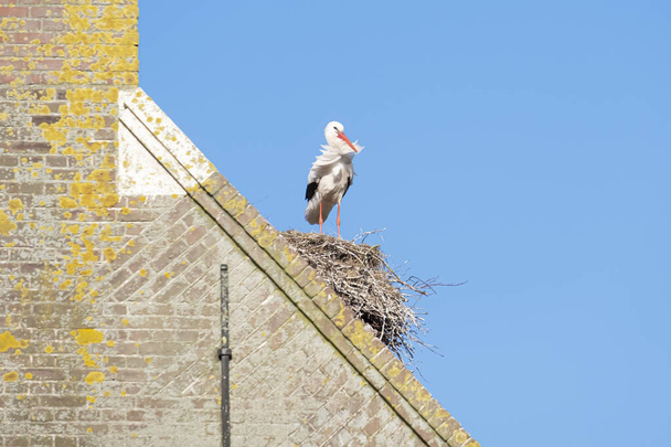 Een ooievaar staat op een schoorsteen in zijn nest, de wind waait door de veren, blauwe lucht op de achtergrond. - Foto, afbeelding