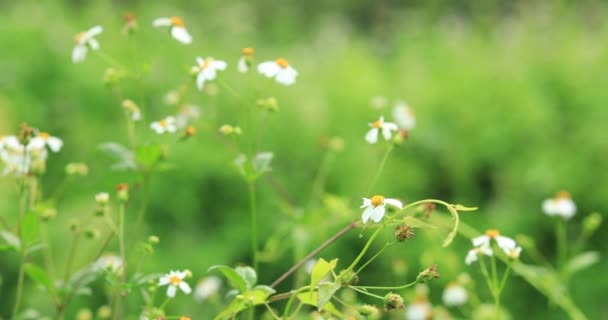 Beautiful little white bidens pilosa flowers blooming in spring - Footage, Video