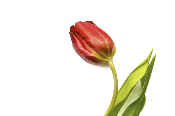 Red tulip isolated on white background. Top view, frame, border, copy space. Greeting card. Mother's Day, Valentines Day, 8 March, Women's Day - Fotografie, Obrázek