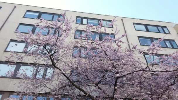 Fleur de cerisier à l'extérieur de l'immeuble d'habitation blanc, Dolly Shot - Séquence, vidéo