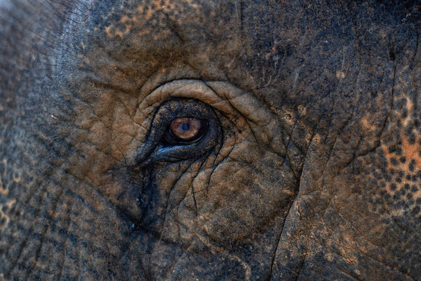 Elefantin katse. Ruskea norsun silmä katsoo sinua. Kuvioitu iho. Surullinen katse. Elefantin silmä lähellä. Vangitsen villieläimiä. Eläinten tunteet
.  - Valokuva, kuva