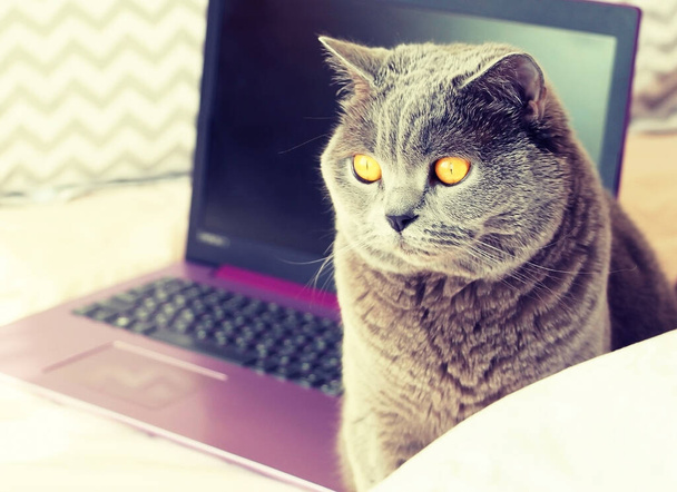 Mor dizüstü bilgisayarı olan pembe bir yatakta oturan gri bir kedi.. - Fotoğraf, Görsel