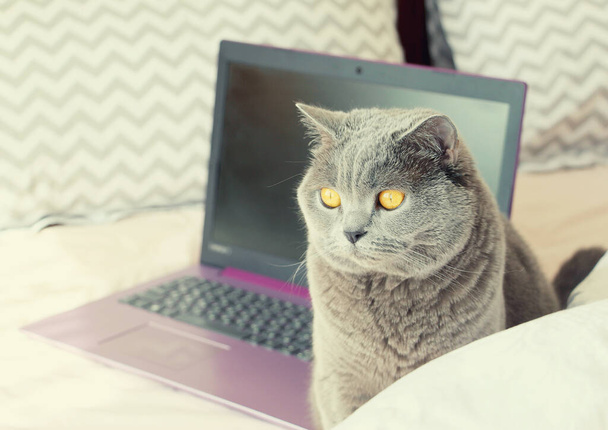 Un chat gris est assis sur un lit rose avec un ordinateur portable violet
. - Photo, image