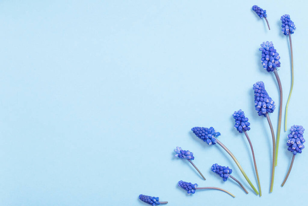 muscari flowers on blue paper background - Fotoğraf, Görsel