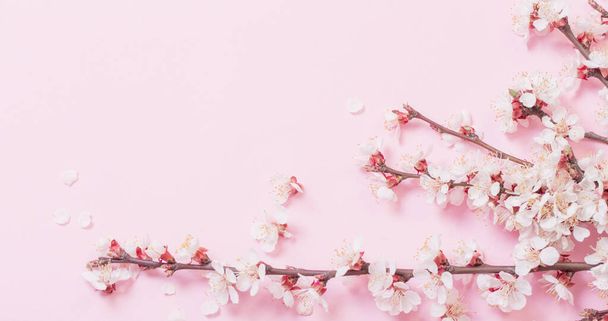 cherry flowers on pink paper background - Fotó, kép