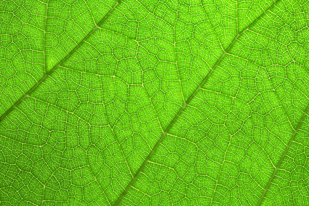 緑の葉の自然な夏の背景のテクスチャ、マクロ - 写真・画像