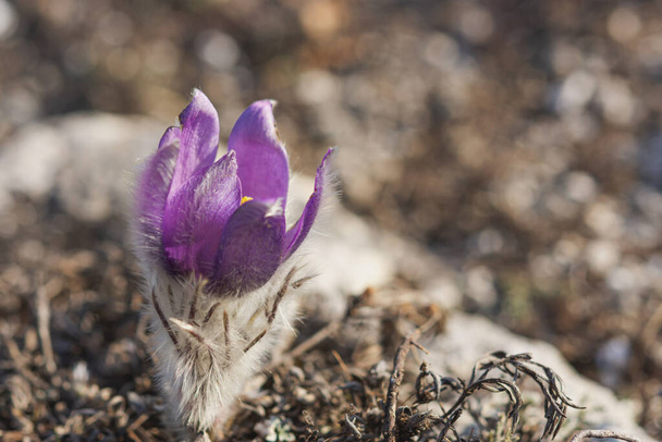 Dream-grass or Pulsatilla patens blooms in the forest in the mountains in spring. Dream-grass close-up, natural spring background. Pulsatilla, in the selective focus. - Photo, Image