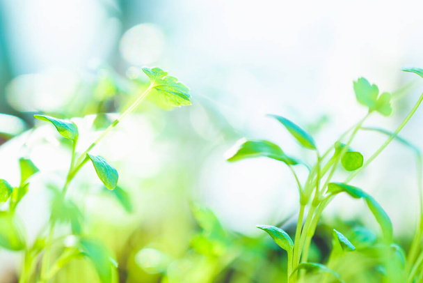 Green young leaves. Macro photo. Growing plants at home. Home garden. Spring planting. - 写真・画像