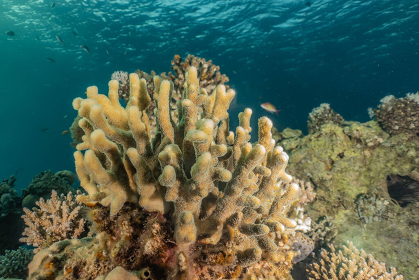Arrecifes de coral y plantas acuáticas en el Mar Rojo, Eilat Israel
 - Foto, imagen