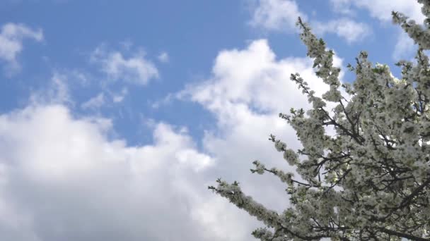 青い空に白い花の木の枝が揺れる。春の背景、開花リンゴや梅の木。昆虫は飛び回って蜜や花粉を集める。テキストのスペースをコピーします。スローモーションビデオ. - 映像、動画