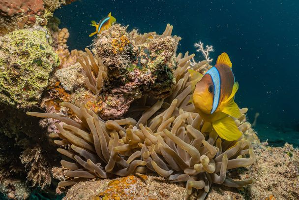 紅海のサンゴ礁と水生植物、エイラートイスラエル - 写真・画像